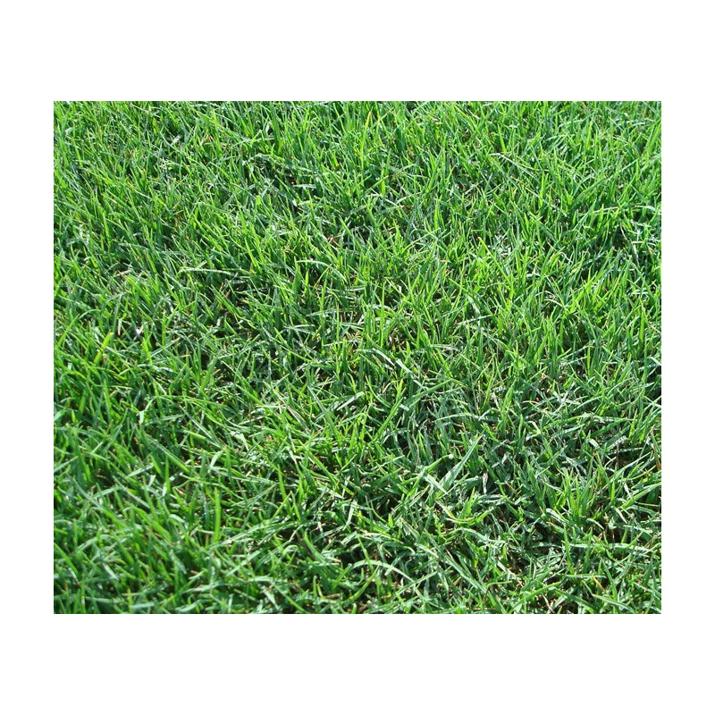 Bermuda grass