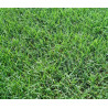 Bermuda grass