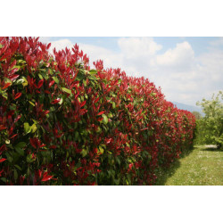 Photinia