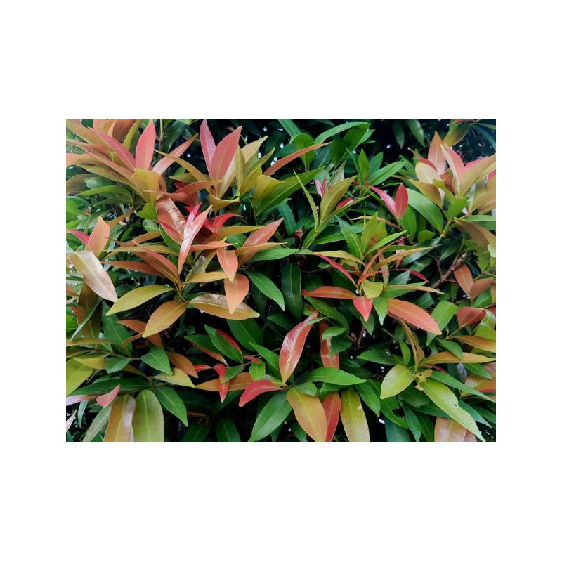 Photinia