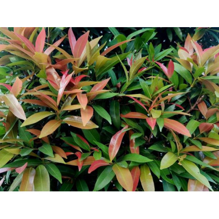 Photinia