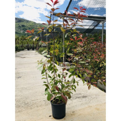 Photinia