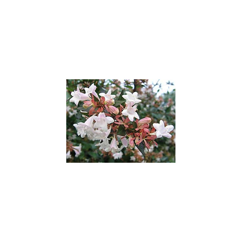 Abelia grandiflora touffe