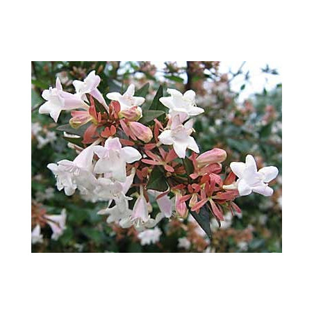 Abelia grandiflora touffe