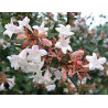 Abelia grandiflora touffe