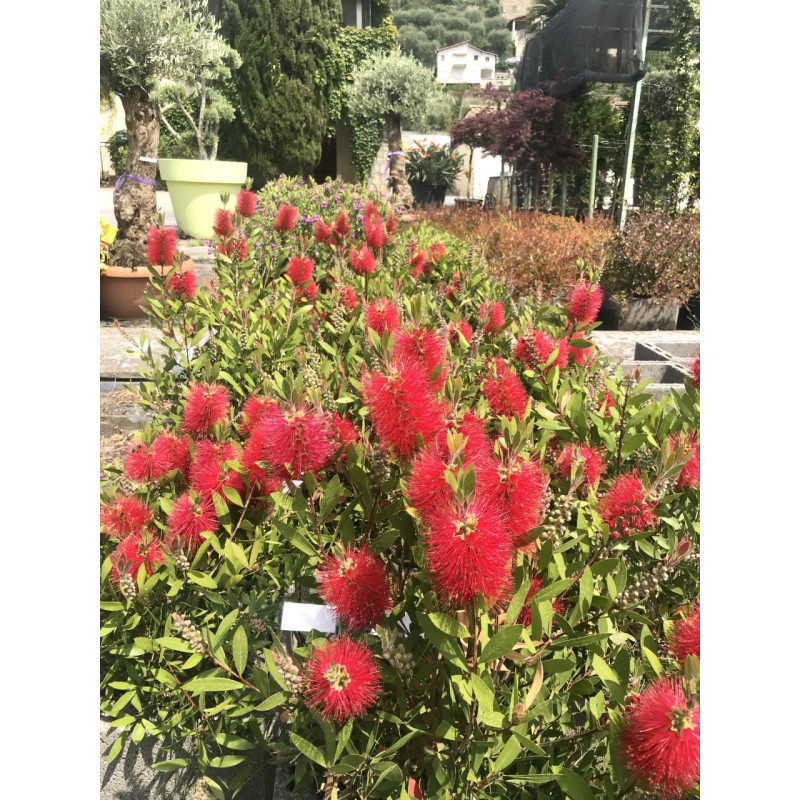 Callistemon