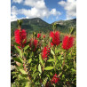 Callistemon