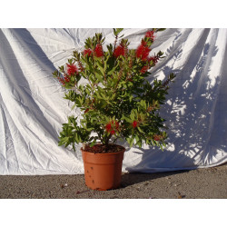 Callistemon