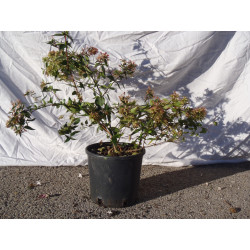 Abelia grandiflora touffe