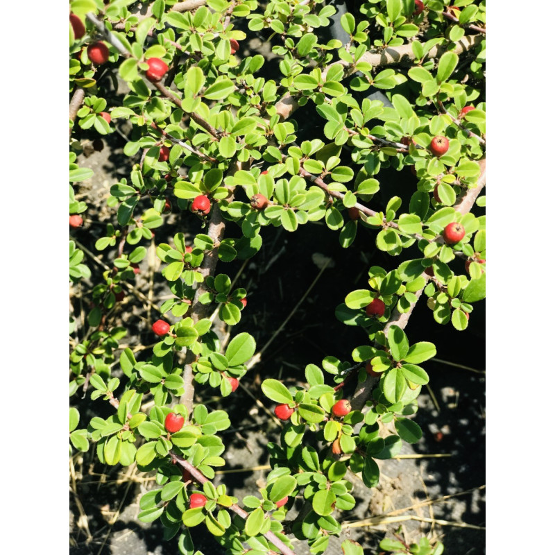 Cotoneaster