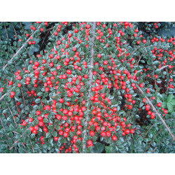 Cotoneaster