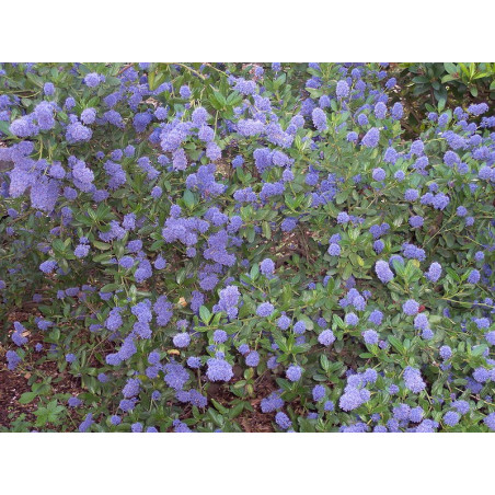 Ceanothus