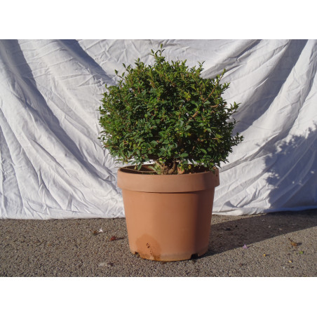 Ligustrum Boule