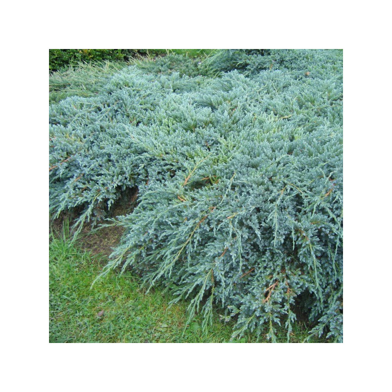 Juniperus