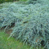 Juniperus