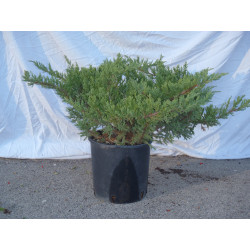 Juniperus