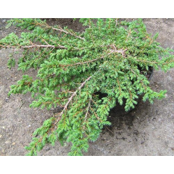 Juniperus