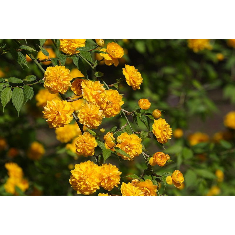 Kerria japonica