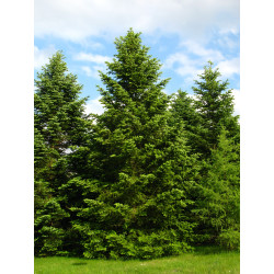 Abies Nordmanniana