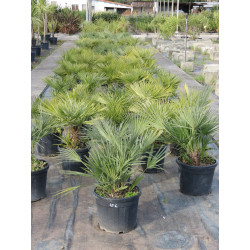 Chamaerops Humilis