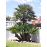 Chamaerops Humilis