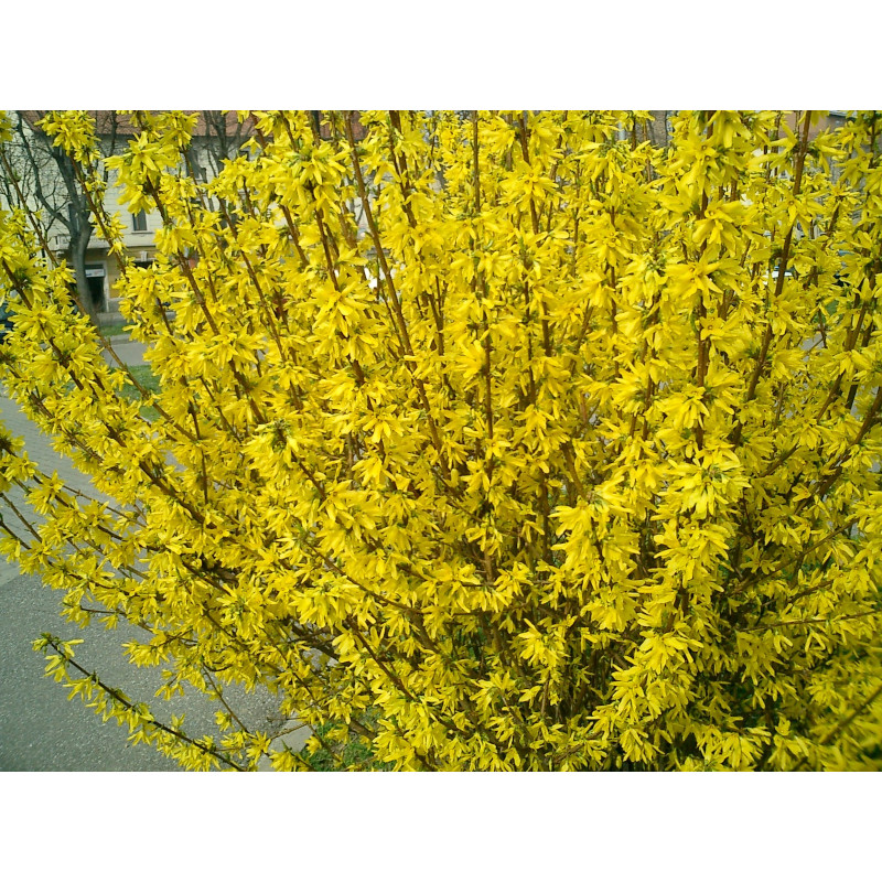 Forsythia