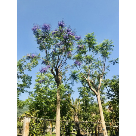 Jacaranda