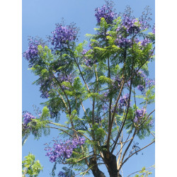 Jacaranda