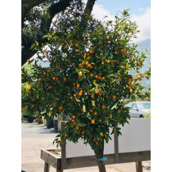 Kumquat