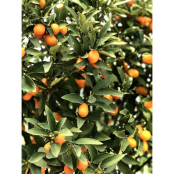 Kumquat