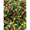 Kumquat