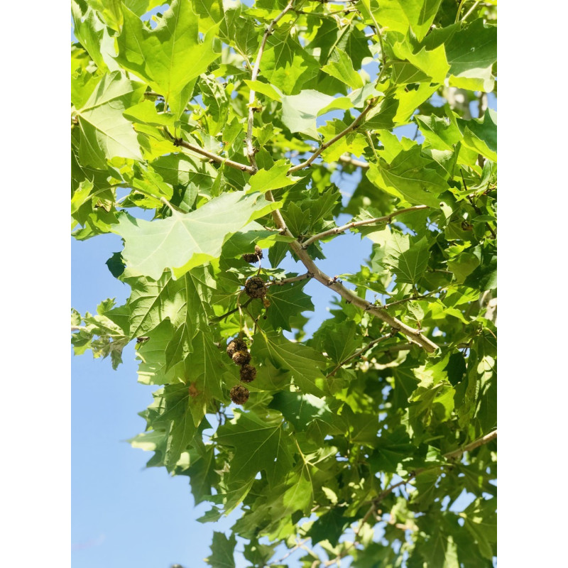 Liquidambar