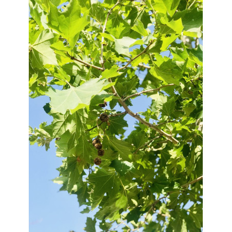 Liquidambar