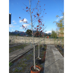 Liquidambar