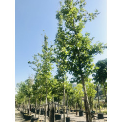 Liquidambar