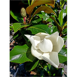 Magnolia Grandiflora