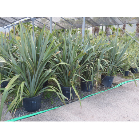 Phormium