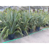 Phormium