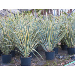 Phormium