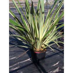 Phormium