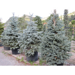 Picea Kosteriana