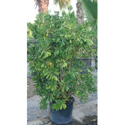 Pittosporum Tobira