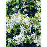 Rhyncospermum Jasminoides