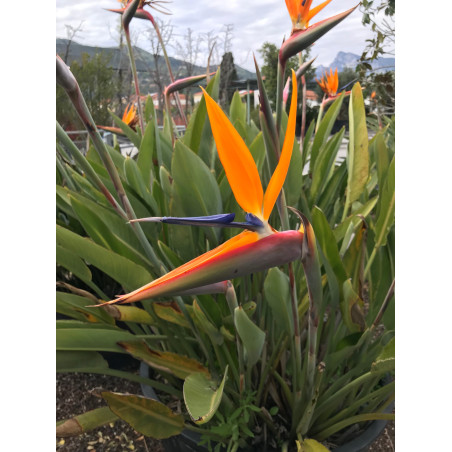 Strelitzia Reginae