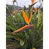 Strelitzia Reginae