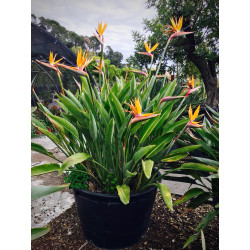 Strelitzia Reginae