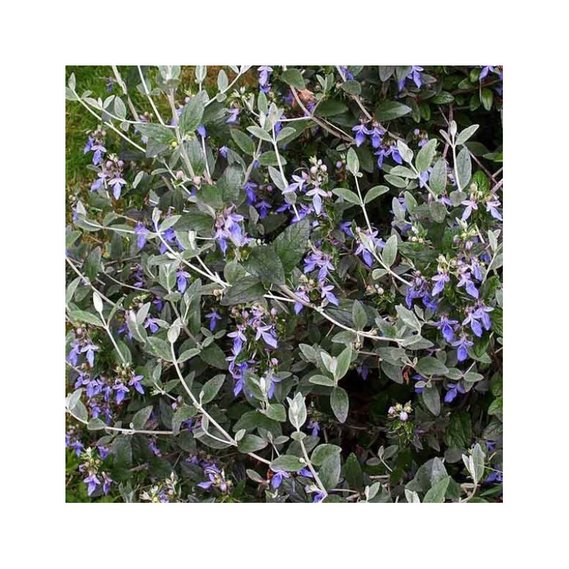 Teucrium