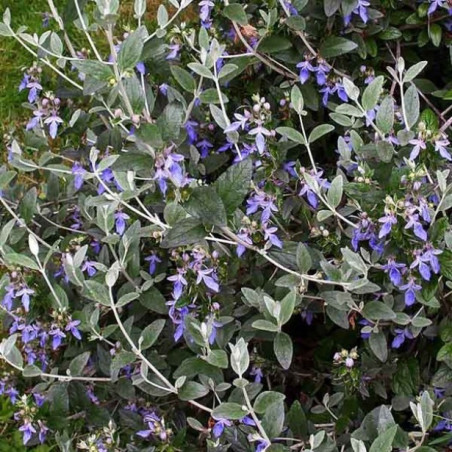 Teucrium