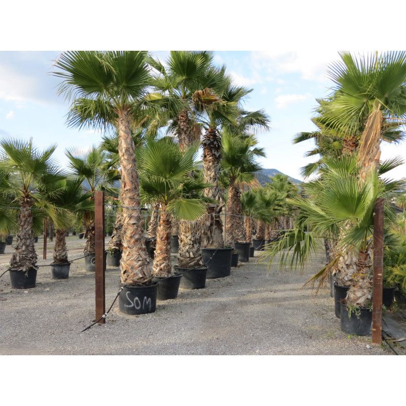 Washingtonia