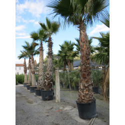 Washingtonia